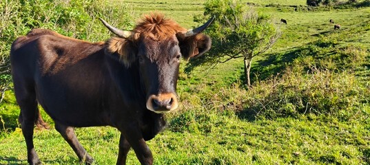 Vaca en el campo