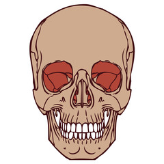 Human Skull 06