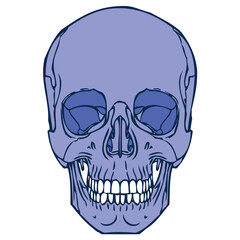 Human skull 02