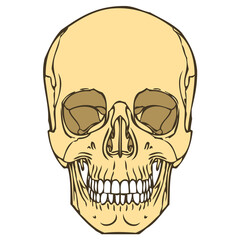 Human Skull 01