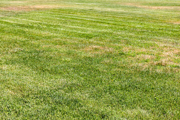 mown green lawn with yellow patches of dried grass