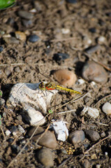Yellow Dragonfly
