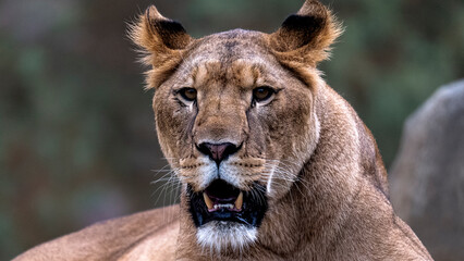 retrato fotografía de un león