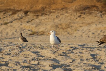 Fototapeta premium Seagull birds at the beach during sunset