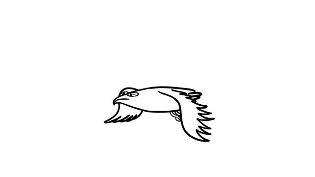 Flying eagle black and white - loop whiteboard. Bird good for any background and any use. Cute dangerous flying animal character. Symbol of strength, independence or just a fairy tales element. 