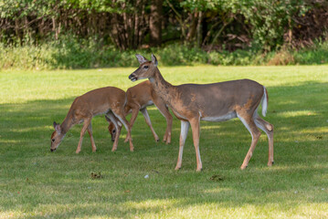White-tailed Deer Doe And Fawns In An Urban Field In De Pere, Wisconsin, In Late Summer