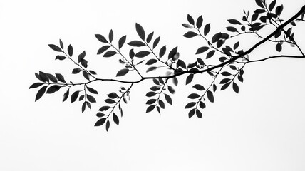 Silhouette of a leafy branch against a white background, minimalist nature concept