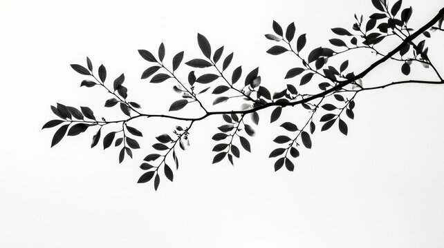 Silhouette of a leafy branch against a white background, minimalist nature concept