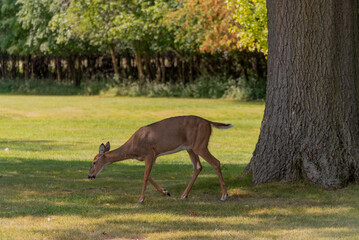 White-tailed Deer Doe Moving In An Urban Field In De Pere, Wisconsin, In Late Summer