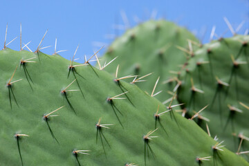 Close up of cactus leaves