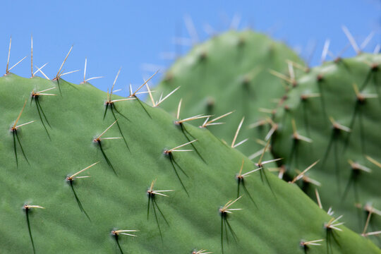 Close up of cactus leaves