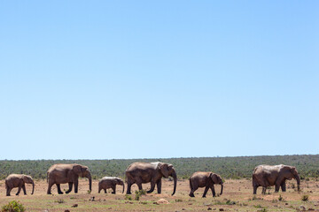 Mum and baby elephants walking in a line