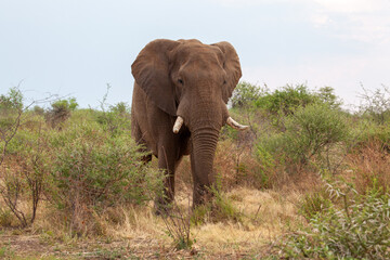 Elephant with tusks facing the camera