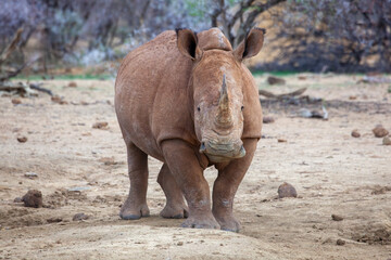 Fototapeta premium White Rhino facing the camera