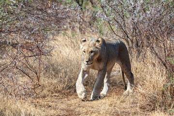 Lioness prowling