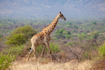 Giraffe side profile walking left to right in South Africa