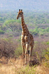 Giraffe standing tall in South African bush