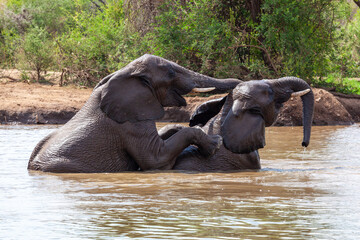 Elephants mating in watering hole - side profile