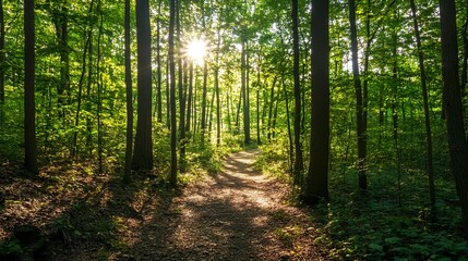 Obraz premium A forest with a path through it and a sun shining through the trees