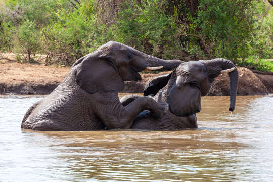 Elephants mating in watering hole - side profile