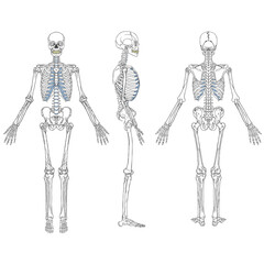 Human Skeleton Anatomy Chart