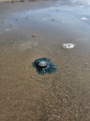 Little Jelly Fish on Beach
