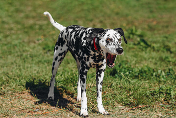 black and white slim and muscular spotted Dalmatian dog in red collar standing and yawning in park with green grass outdoors in hot sunny summer day, dogwalking concept