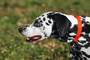 black and white slim and muscular spotted Dalmatian dog in red collar sitting in park with green...