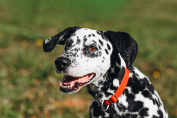 black and white slim and muscular spotted Dalmatian dog in red collar sitting in park with green grass outdoors in hot sunny summer day, close-up view, dogwalking concept