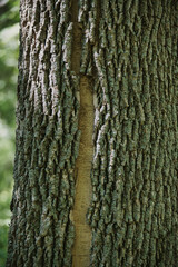 Bark on a Tree