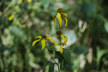 Yellow Flowers in the Woods