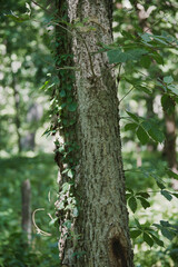 Vine Growing on Tree