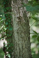 Vine Growing on Tree