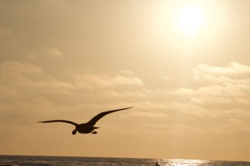 Seagull with object in beak silhouette flying over ocean during golden hour in San Diego, California