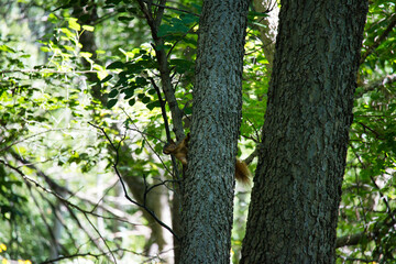 Ground Squirrel on a Tree