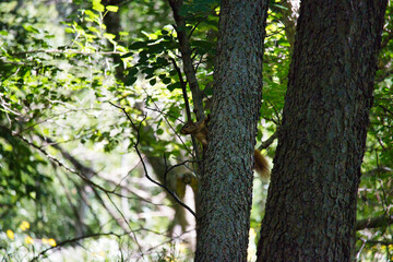 Ground Squirrel on a Tree