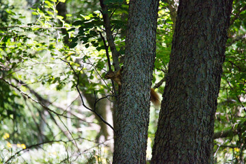 Ground Squirrel on a Tree