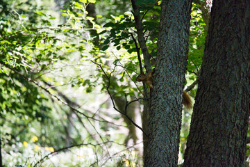 Ground Squirrel on a Tree