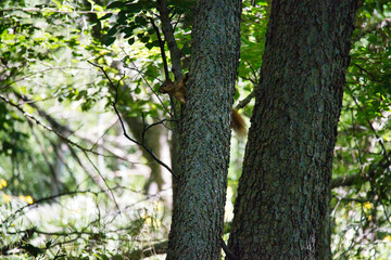Ground Squirrel on a Tree