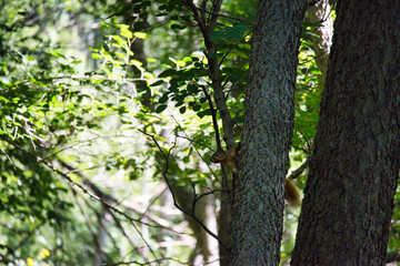Ground Squirrel on a Tree
