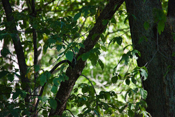 Ground Squirrel on a Tree