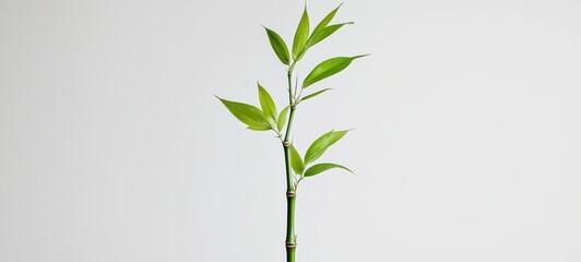 Fototapeta premium A tall, slender bamboo stalk with fresh green leaves sprouting at regular intervals