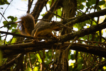 Ground Squirrel on a Tree