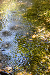 Water ripples in a small stream. Circles on the surface of the water in the forest. Water ripples on the surface of a pond in the forest.