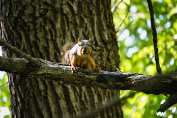 Ground Squirrel on a Tree