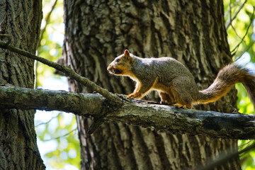 Ground Squirrel on a Tree