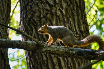 Ground Squirrel on a Tree