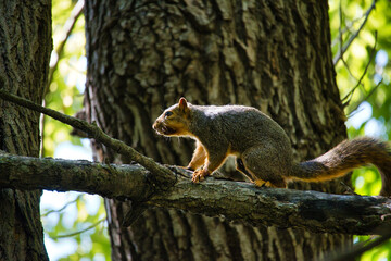 Ground Squirrel on a Tree