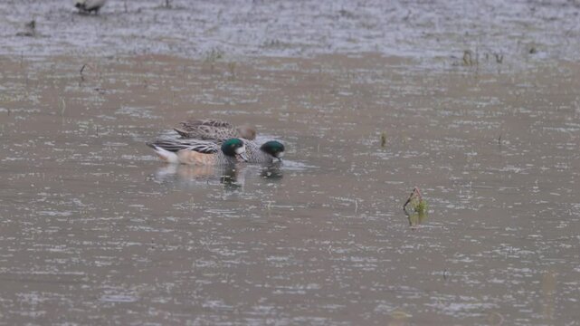two male chiloes wigeon feeding in a lagoon on a rainy day at laguna azul in torres del paine national park of patagonia, chile
