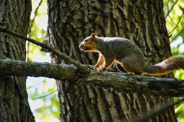 Ground Squirrel on a Tree